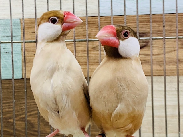 淡いカラーがｽﾃｷ♡シナモン文鳥さんのペア♡
