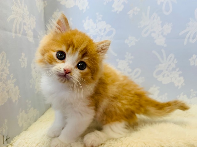 実は甘えんぼ♡ミヌエットくん♪