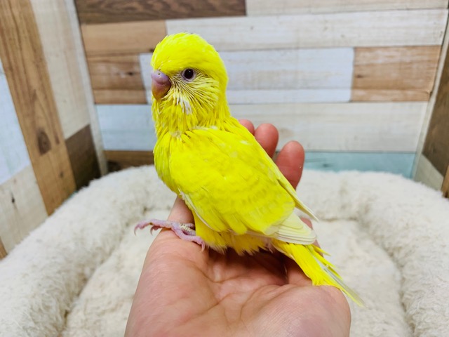 激レアカラー!!レースウィングのジャンボセキセイインコさん☆
