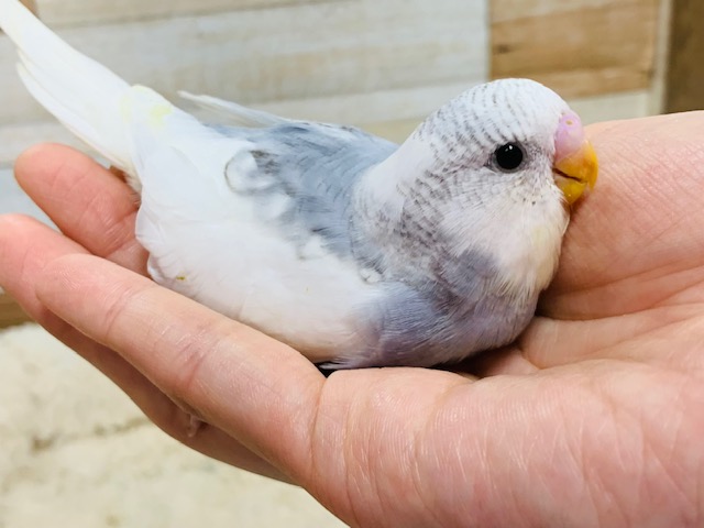 シャイな可愛いコ♡ジャンボセキセイインコさん☆