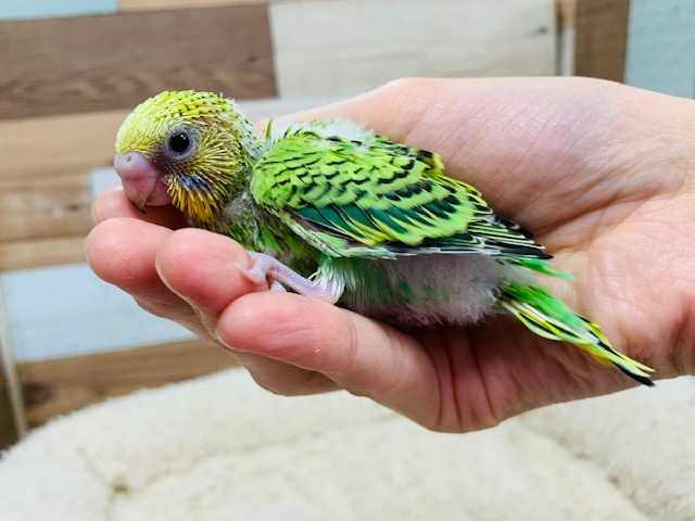 キウイカラー♪おててが落ち着くんです♡セキセイインコ(オパーリン)さん☆