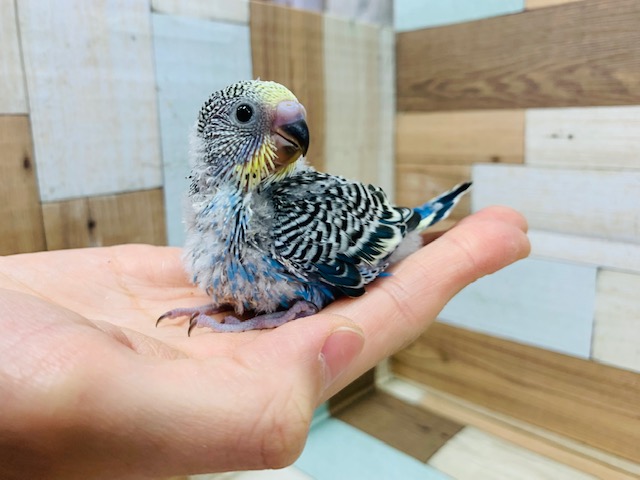 風切羽根がキレイ♡セキセイインコ(ノーマル)さん！