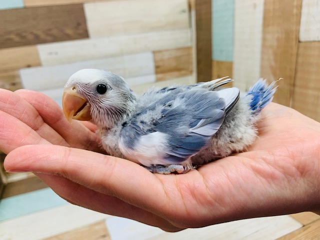 珍しいｶﾗｰ♪ピトッと感がたまらない♡コザクラインコ(バイオレットオパーリンパイド)さん！
