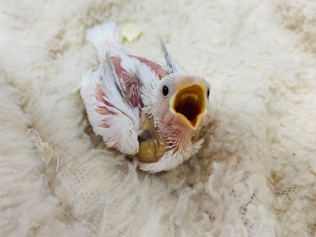 人気の真っ白さん♪食欲旺盛の白文鳥さん☆
