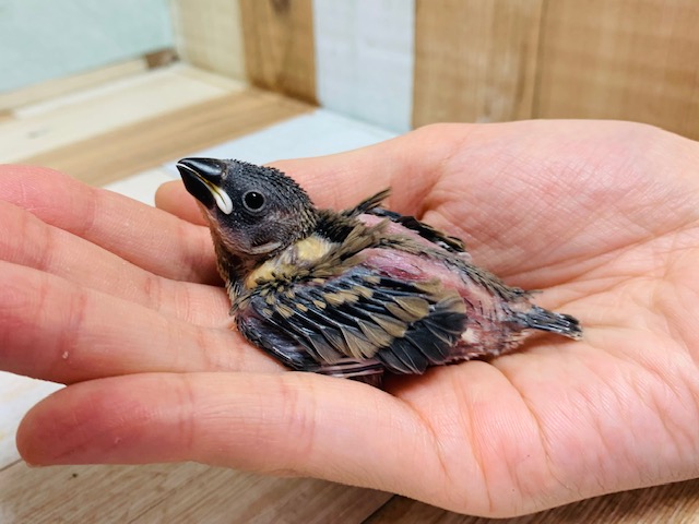 文鳥といえばこのカラー☆桜文鳥さん♪