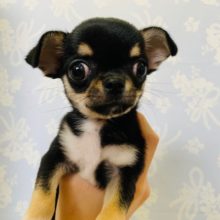 おめめｸﾘｸﾘのザ･チワワ顔!!スムースチワワくん☆