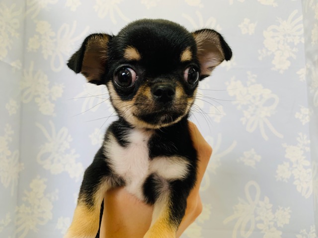 おめめｸﾘｸﾘのザ･チワワ顔!!スムースチワワくん☆