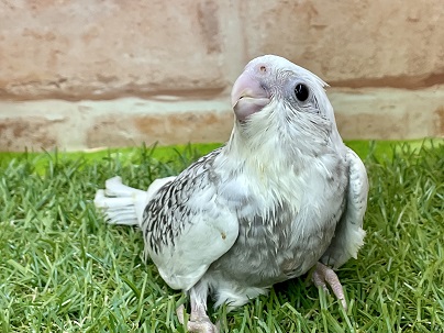 美しいレアカラーちゃんです☆　オカメインコ“ホワイトフェイスパールパイド” 2022.5/20撮影