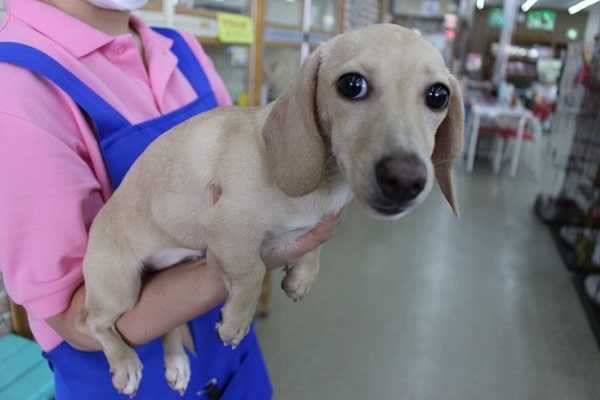 つるりんすべりん☆ＭＩＸ（チワワ×ダックス）・女の子！