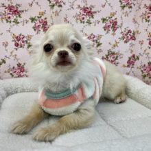 ☆☆キュート過ぎる天使がやってきた！！☆☆　ロングコートチワワの女のコ 2022.5/28撮影