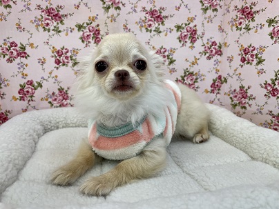 ☆☆キュート過ぎる天使がやってきた！！☆☆　ロングコートチワワの女のコ 2022.5/28撮影