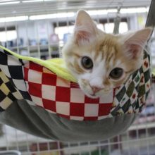 ふわふわふわっぴ～☆スコティッシュフォールド・男の子！