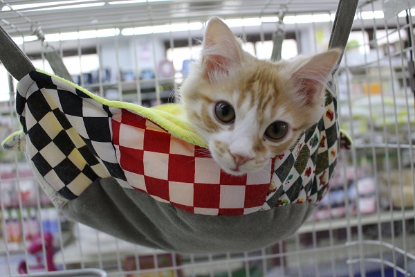 ふわふわふわっぴ～☆スコティッシュフォールド・男の子！