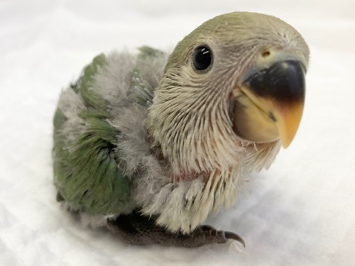 人気のブルー系！コザクラインコ（ブルーチェリー）