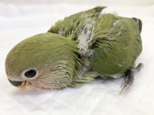 ちょっぴり怖がりさん？コザクラインコ（ノーマル）