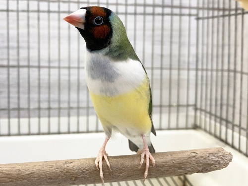 たまらんかわいい～🐥 コキンチョウ(ノーマル)