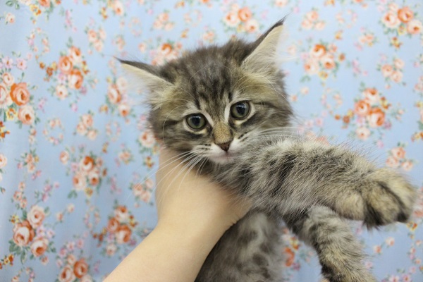 ビッグになりた～い☆サイベリアン・男の子！