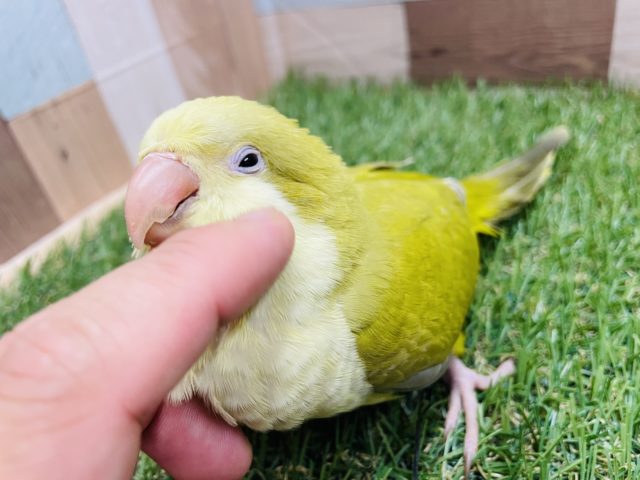 最新画像有り☆まるまるボディーが可愛いです！オキナインコのダークパリッドカラー！