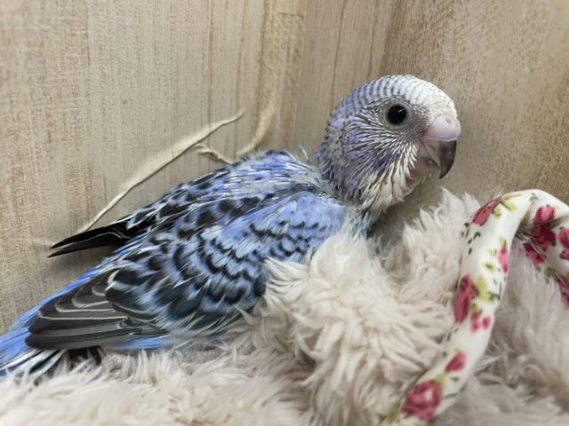 パッとお顔をあげて〜(*ﾟ∀ﾟ*) ♡ セキセイインコ オパーリン