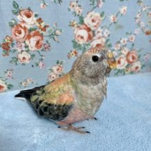 アキクサインコ  ローズ  6/5🌹✨