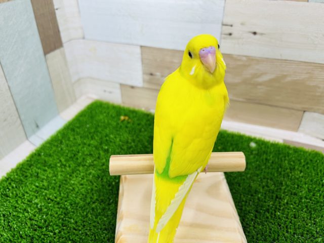 最新画像更新☆ちょっと変わってます～パイドのセキセイインコ入荷です。
