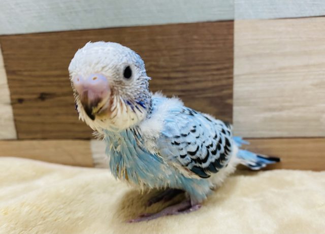 定番人気のオパーリン♪元気いっぱいです！！