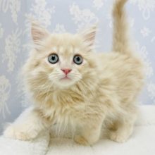 僕、実は甘ったれなんだ✨サイベリアンくん！