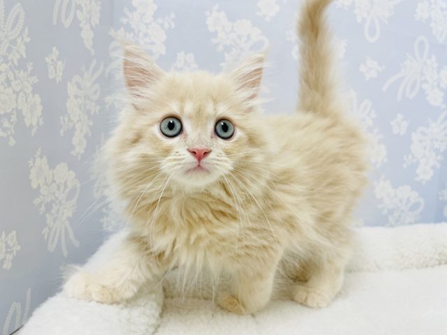 僕、実は甘ったれなんだ✨サイベリアンくん！