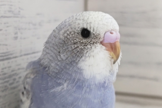 淡〜い紫カラー💜　セキセイインコ(スパングル)