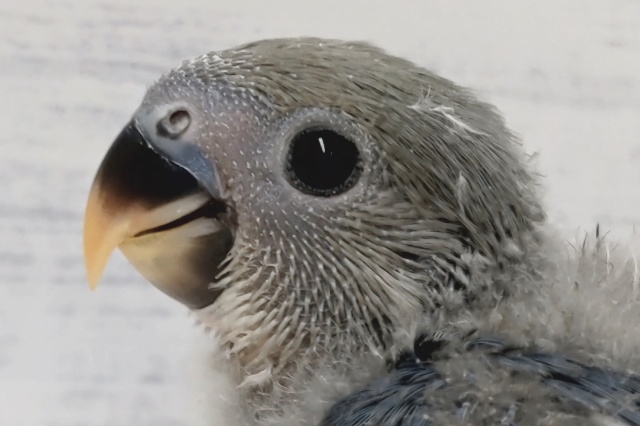 これからの成長が楽しみ🎵　コザクラインコ(バイオレット)