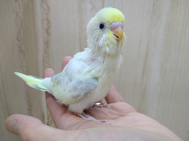 レアです！淡めカラーなセキセイさん来ましたよ～