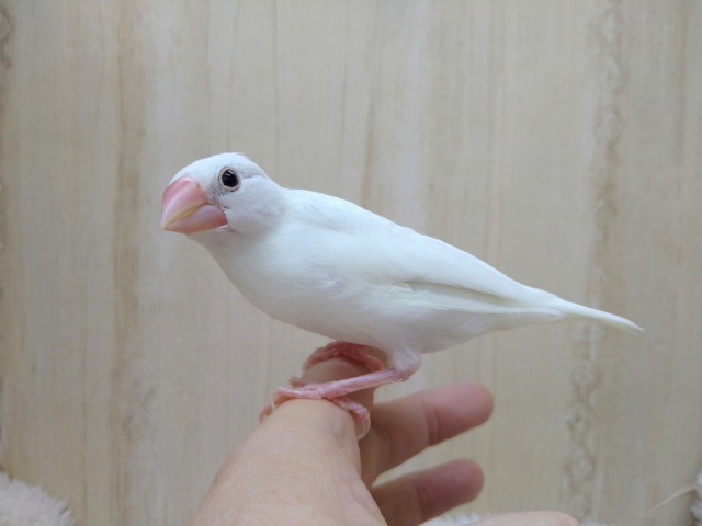 ヒナ餌卒業してます！白文鳥の「白ちゃん」いますよ〜