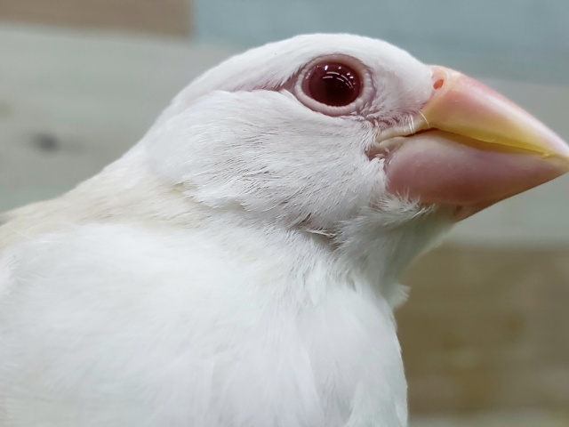 アルビノ文鳥いい感じに育ちました