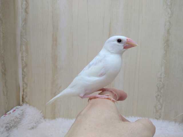 ヒナ餌卒業しました！白文鳥の「モチさん」いますよ〜
