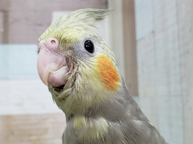 最新画像更新☆いい感じのパールオカメインコいますよ