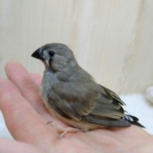 鳴き声はニーニー！キンカ鳥の「キンちゃん」いますよ〜