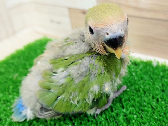 コザクラインコさん(ノーマル)のヒナ入荷しました❤