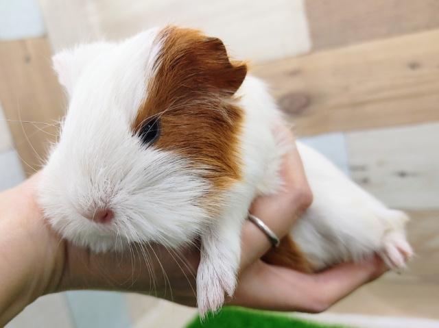 イングリッシュモルモットさん入荷しました〜❤