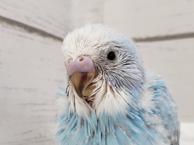 レアカラーのセキセイインコ。オパーリングレーウイング入荷