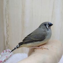 鳴き声はニーニー！キンカ鳥の「キンカちゃん」いますよ〜