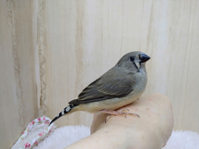 鳴き声はニーニー！キンカ鳥の「キンカちゃん」いますよ〜