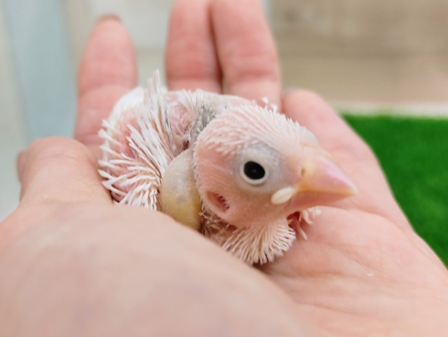 白文鳥さんのヒナ入荷しました〜❤