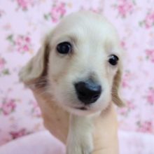 ミニチュアダックス(イエロー) 女の子♪お眠顔♡