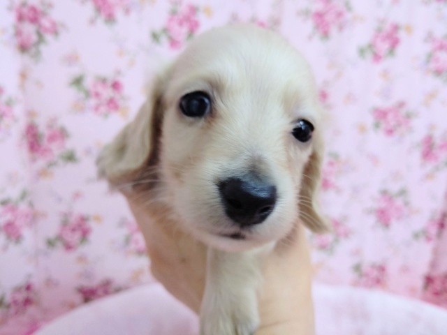 ミニチュアダックス(イエロー) 女の子♪お眠顔♡