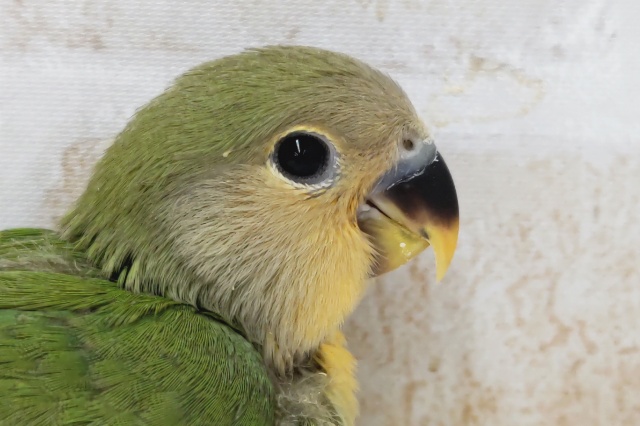 オレンジのお顔が可愛らしい🧡　コザクラインコ(オレンジフェイス)