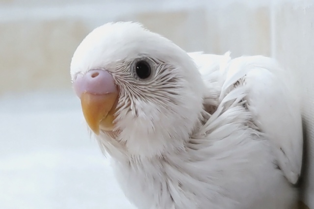 美しい圧倒的な色合い🤍　セキセイインコ(ダブルファクター)
