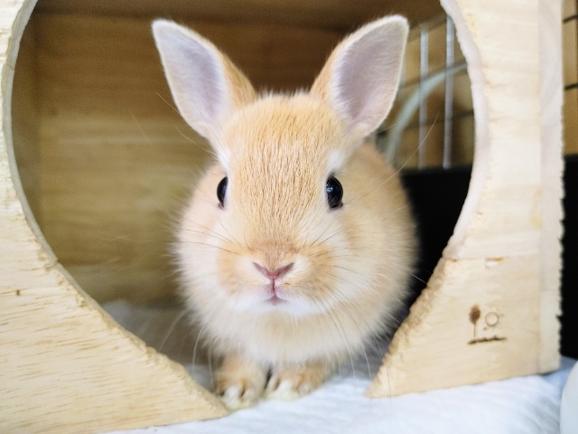 ネザーランドドワーフラビットさん(オレンジ)入荷しました〜❤