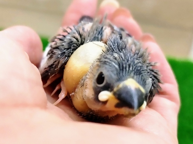 桜文鳥さん入荷しました〜❤