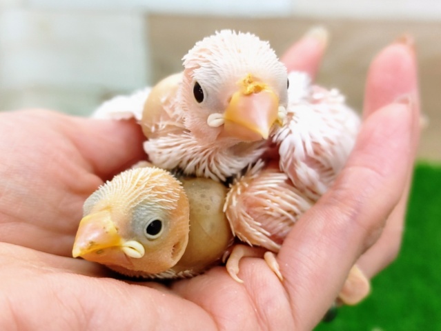 白文鳥さん2羽入荷しました〜❤