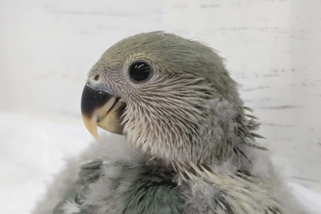 くすみブルー💙　コザクラインコ(ブルーチェリー)